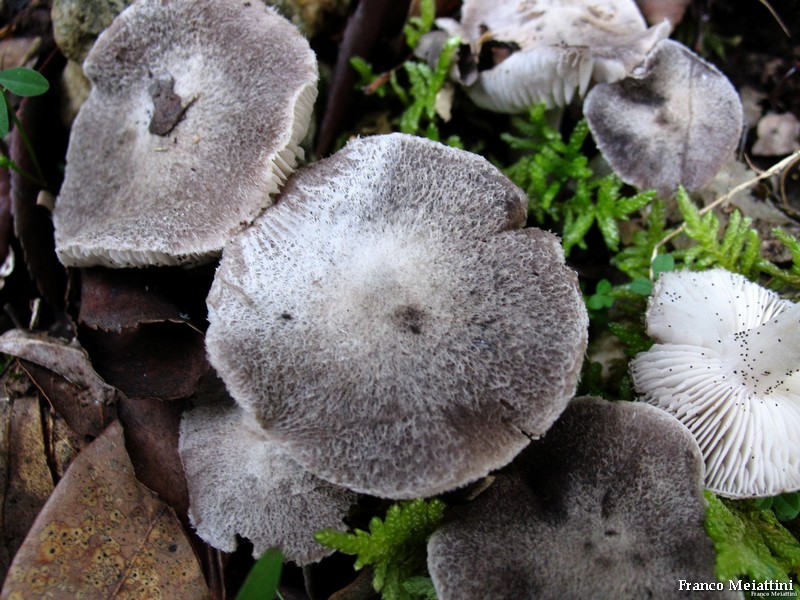 Tricholoma gausapatum ?